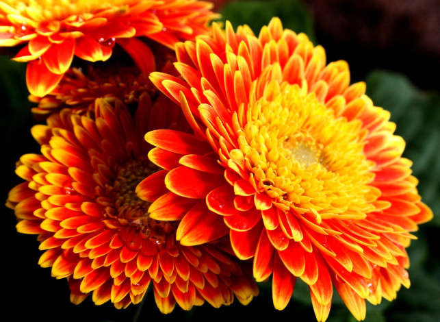 Обои картинки фото цветы, герберы, яркий, оранжевый