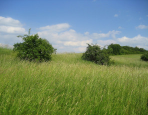 Картинка природа луга кусты луг трава