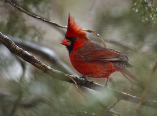 Картинка животные кардиналы красный ветка хохолок