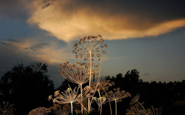 Картинка цветы луговые полевые небо трава закат