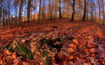 Картинка природа лес листва осень