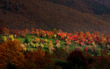 Картинка природа лес осенние краски деревья леса склон