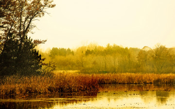 Картинка природа реки озера осень осока желтая деревья река