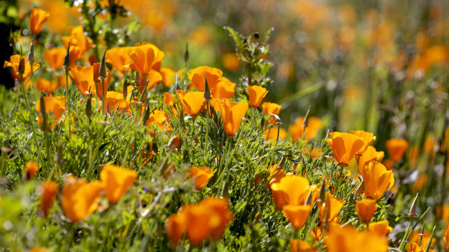 Обои картинки фото цветы, эшшольция, оранжевый, луг, калифорнийский, мак