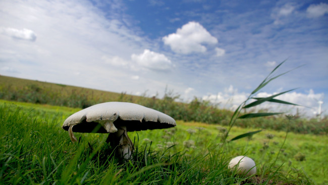 Обои картинки фото природа, грибы, небо, поле, гриб