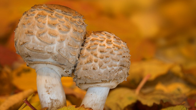 Обои картинки фото природа, грибы, шампиньоны