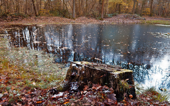 Обои картинки фото природа, реки, озера, осень, листья, пень