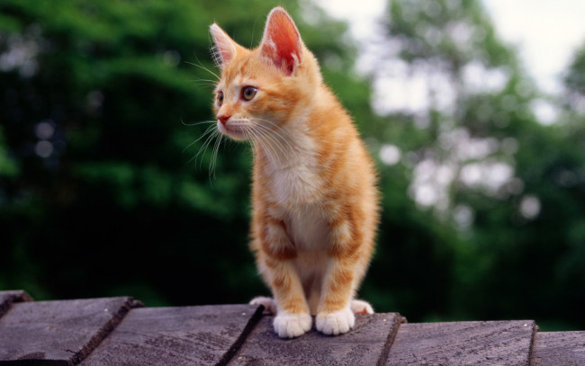 Обои картинки фото животные, коты, крыша, смотрит, рыжий, котенок