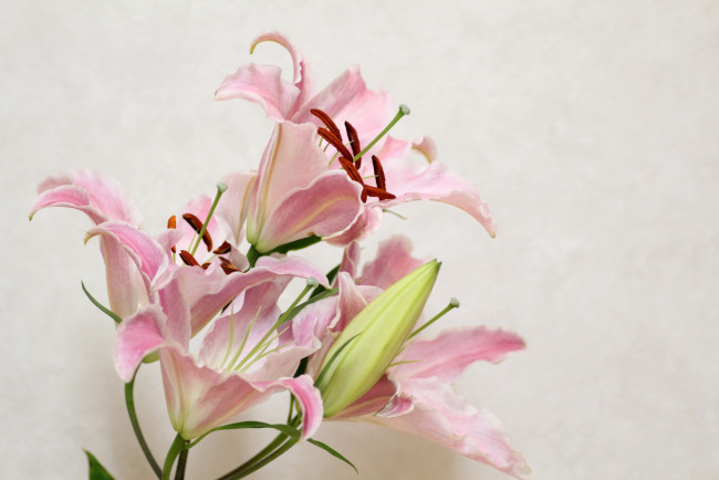 Обои картинки фото цветы, лилии, лилейники, розовый