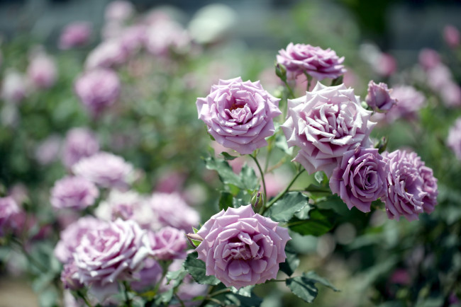 Обои картинки фото цветы, розы, лиловый, куст