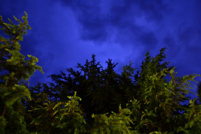 Обои картинки фото природа, деревья, вечер, облака, небо