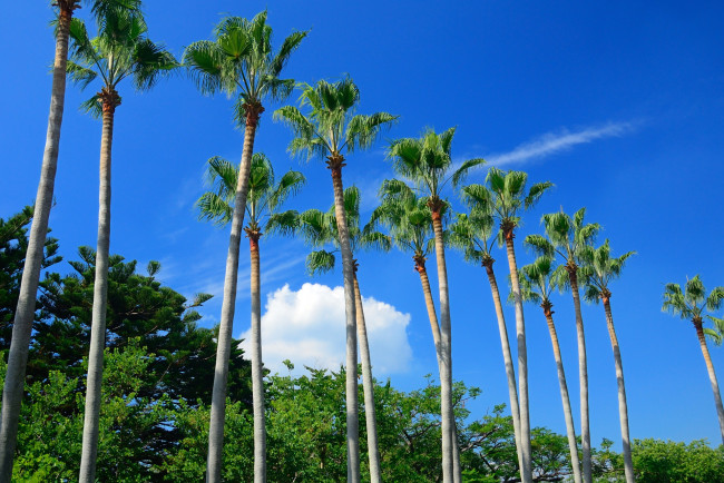 Обои картинки фото природа, тропики, пальмы