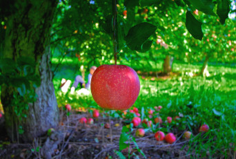 Картинка природа плоды яблоня плод