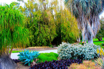 Картинка botanical garden san marino california природа парк деревья кактусы