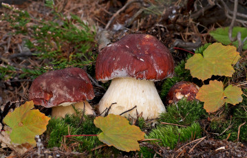 Картинка природа грибы шляпки крепыши боровики красавцы трио