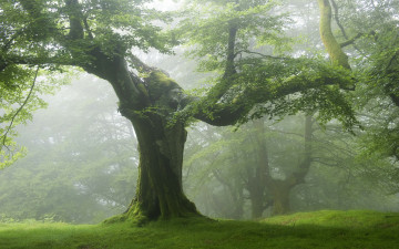 Картинка природа деревья дерево дымка