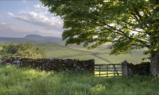 Обои картинки фото yorkshire, dales, england, природа, поля, англия, дерево, забор, ворота, пейзаж