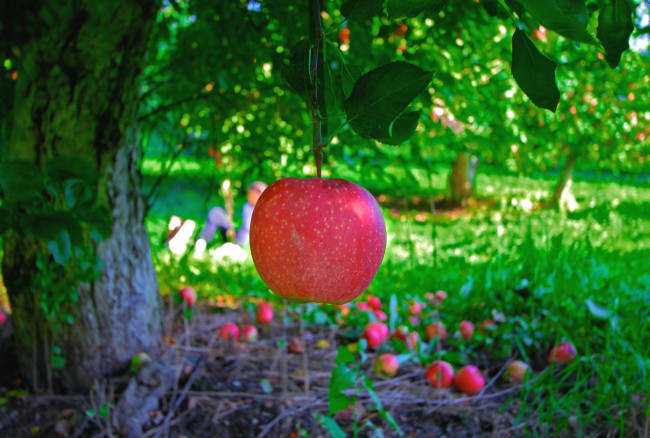 Обои картинки фото природа, плоды, яблоня, плод