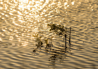 Картинка природа вода растение рябь блики свет отражение