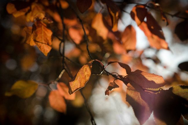 Обои картинки фото природа, листья, свет, макро, осень, ветка
