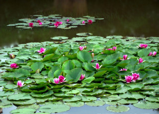 Картинка цветы лилии+водяные +нимфеи +кувшинки водоем листья лилии