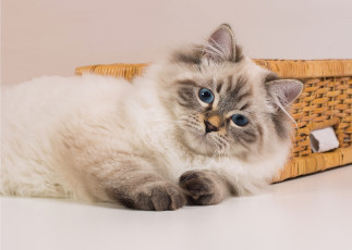 Картинка животные коты невская маскарадная кошка сибирская колор-пойнт голубые глаза взгляд