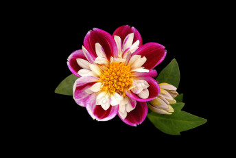Картинка цветы георгины цветок