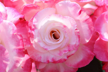 Картинка цветы розы лепестки макро