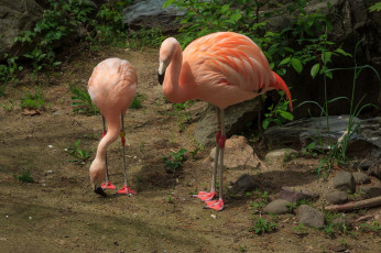 Картинка животные фламинго птичка