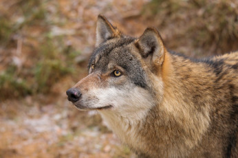 Картинка животные волки +койоты +шакалы волк природа
