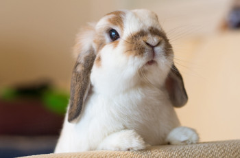 Картинка животные кролики +зайцы кролик мордочка взгляд