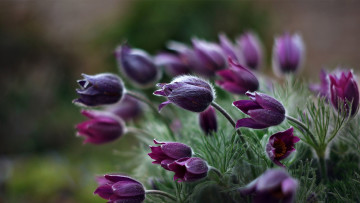Картинка цветы анемоны +сон-трава бутоны лиловые