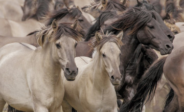 Картинка животные лошади дикие кони табун