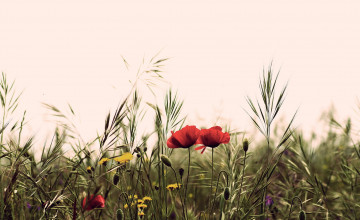 Картинка цветы луговые+ полевые +цветы лето поле маки