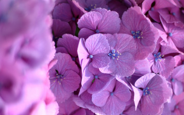 Картинка цветы гортензия цветки макро