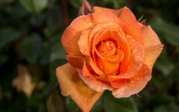 Картинка цветы розы роза бутон фон макро