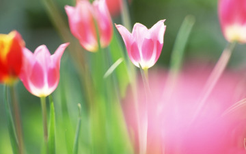 Картинка цветы тюльпаны поле розовые трава