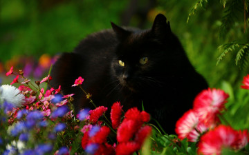 Картинка животные коты чёрный кот цветы маргаритки