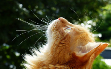 Картинка животные коты кот кошка рыжая мордочка взгляд