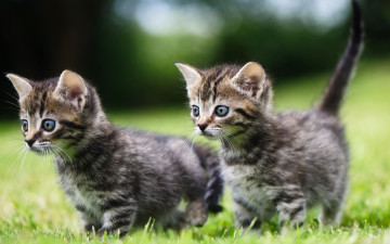 Картинка животные коты котята малыши парочка двойняшки прогулка
