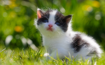 Картинка животные коты котёнок малыш взгляд