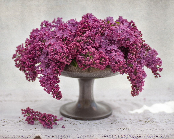 Обои картинки фото цветы, сирень, гроздья, ваза