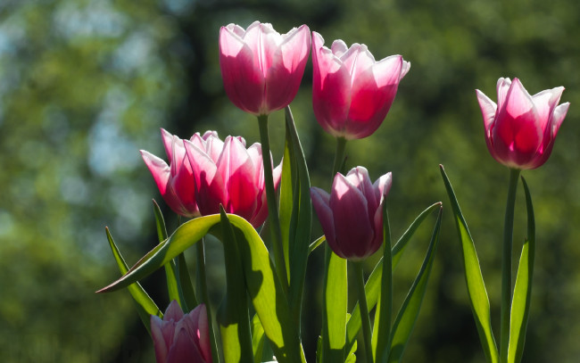 Обои картинки фото цветы, тюльпаны, листья, розовые