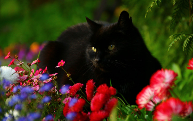 Обои картинки фото животные, коты, чёрный, кот, цветы, маргаритки