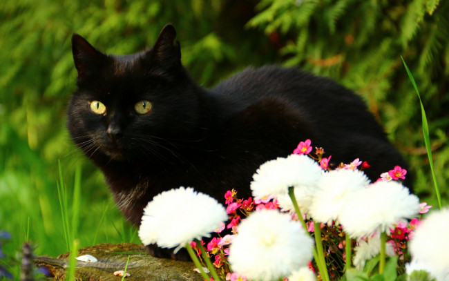 Обои картинки фото животные, коты, чёрный, кот, взгляд, цветы