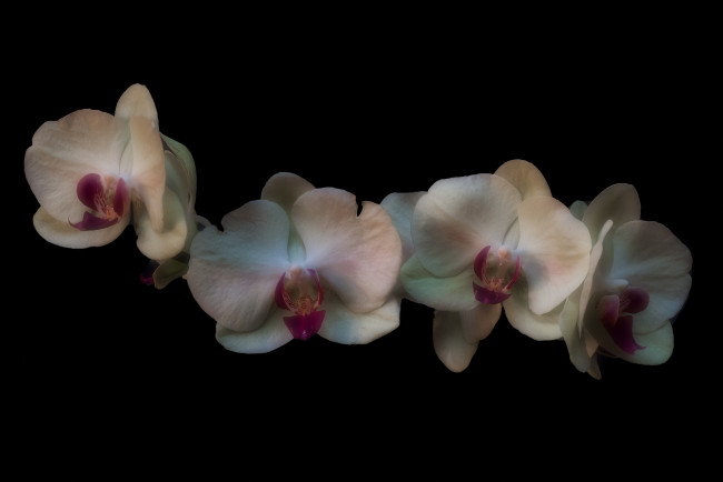 Обои картинки фото цветы, орхидеи, цветок