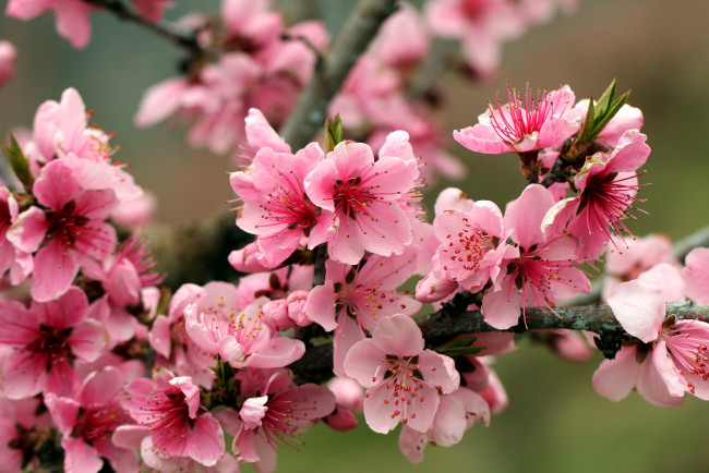 Обои картинки фото цветы, сакура,  вишня, ветка, цветение, весна, дерево