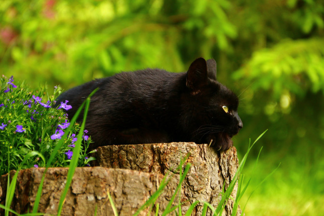 Обои картинки фото животные, коты, чёрный, кот, цветы, пень