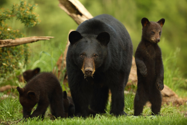 Обои картинки фото животные, медведи, барибал, чёрный, медведь, медведица, медвежата, стойка