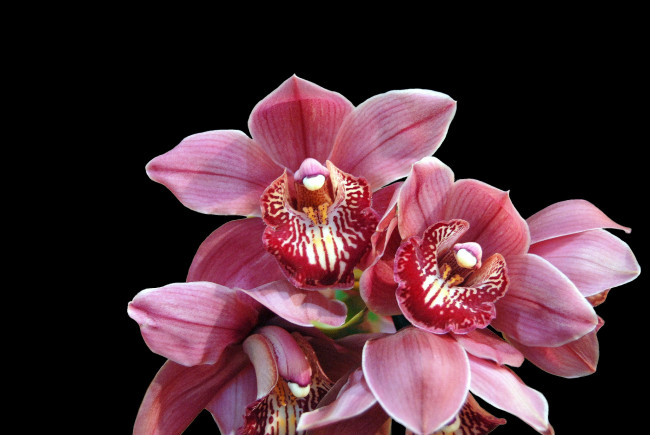 Обои картинки фото цветы, орхидеи, цветок